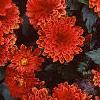 Dahlia 'Gallery Singer', habit