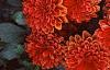 Dahlia 'Gallery Singer', habit