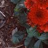 Dahlia 'Gallery Singer', habit