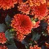 Dahlia 'Gallery Singer', habit