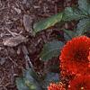Dahlia 'Gallery Singer', habit