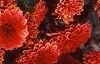 Dahlia 'Gallery Singer', habit