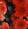 Dahlia 'Gallery Singer', habit
