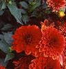 Dahlia 'Gallery Singer', habit