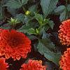 Dahlia 'Gallery Singer', habit