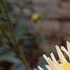 Dahlia 'Shooting Star', flowers