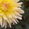 Dahlia 'Shooting Star', flowers