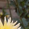 Dahlia 'Shooting Star', flowers