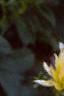 Dahlia 'Shooting Star', flowers