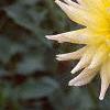 Dahlia 'Shooting Star', flowers