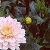 Dahlia 'Silver Years', habit