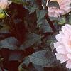 Dahlia 'Silver Years', habit