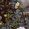 Dahlia 'Silver Years', habit