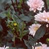 Dahlia 'Silver Years', habit