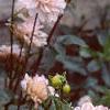 Dahlia 'Silver Years', habit