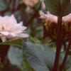 Dahlia 'Silver Years', flowers