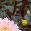 Dahlia 'Silver Years', flowers