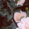 Dahlia 'Silver Years', flowers