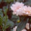 Dahlia 'Silver Years', flowers