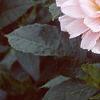 Dahlia 'Silver Years', flowers