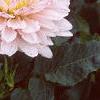 Dahlia 'Silver Years', flowers