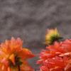 Dahlia 'Tout a Toi', flowers