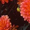 Dahlia 'Tout a Toi', flowers