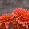 Dahlia 'Tout a Toi', flowers
