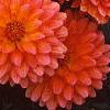 Dahlia 'Tout a Toi', flowers