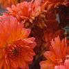 Dahlia 'Tout a Toi', flowers