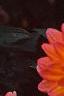 Dahlia 'Tout a Toi', flowers