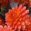 Dahlia 'Tout a Toi', flowers