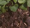 Doronicum 'Miss Mason', habit