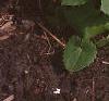 Doronicum 'Miss Mason', habit