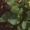 Doronicum 'Miss Mason', habit