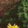 Doronicum 'Miss Mason', habit