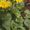 Doronicum 'Miss Mason', habit