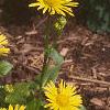 Doronicum 'Miss Mason', habit