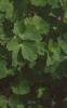 Doronicum 'Miss Mason', habit