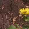Doronicum 'Miss Mason', habit