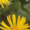 Doronicum 'Miss Mason', flowers