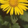 Doronicum 'Miss Mason', flowers