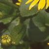 Doronicum 'Miss Mason', flowers