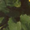 Doronicum 'Miss Mason', flowers