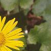 Doronicum 'Miss Mason', flowers