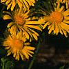 Doronicum 'Miss Mason', flowers