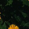 Doronicum 'Miss Mason', flowers