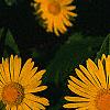 Doronicum 'Miss Mason', flowers