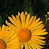 Doronicum 'Miss Mason', flowers