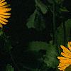 Doronicum 'Miss Mason', flowers